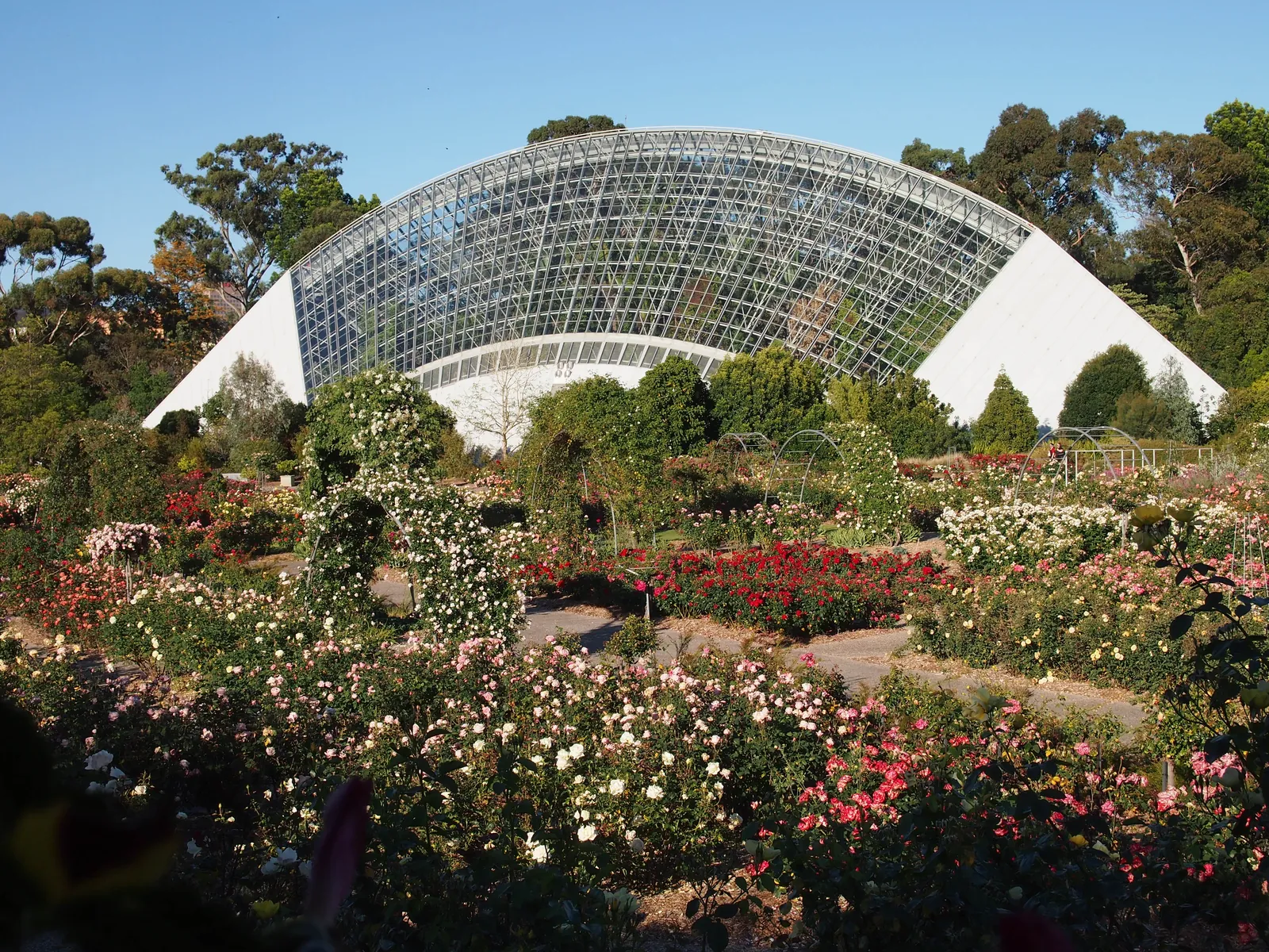 Rose beds in flower at Adelaide Botanic Garden, with the curved glass Bicentennial Conservatory behind
