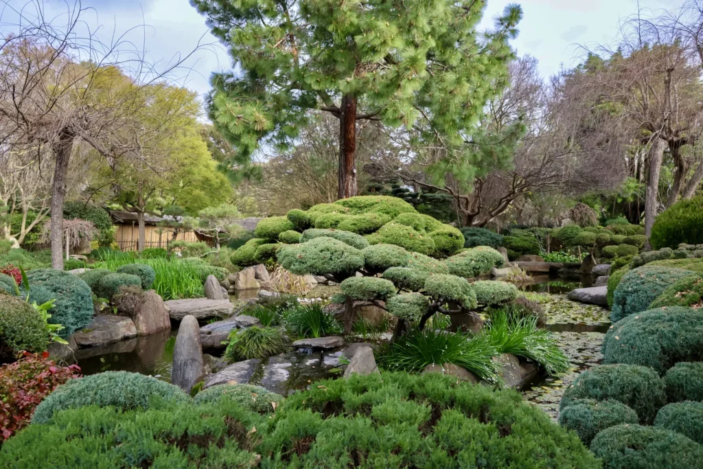 Clipped shrubs, rocks and a small pond in the Adelaide Himeji Garden, with pine trees behind