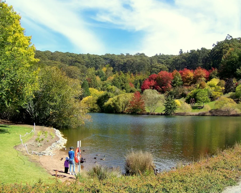 The main lake at Mount Lofty Botanic Garden with autumn-coloured trees on the far bank and people on the lakeside path