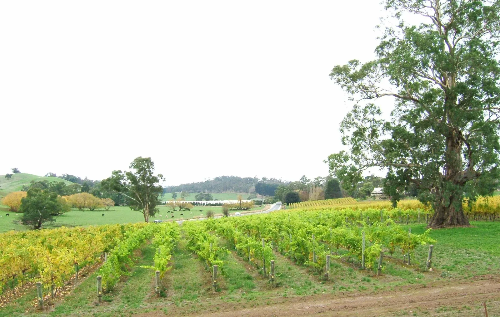 Rows of autumn-coloured vines below a big gum tree near Gumeracha in the Adelaide Hills