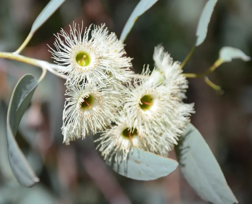 Close-up of white flowers of a drooping ironbark eucalypt at the Waite Arboretum