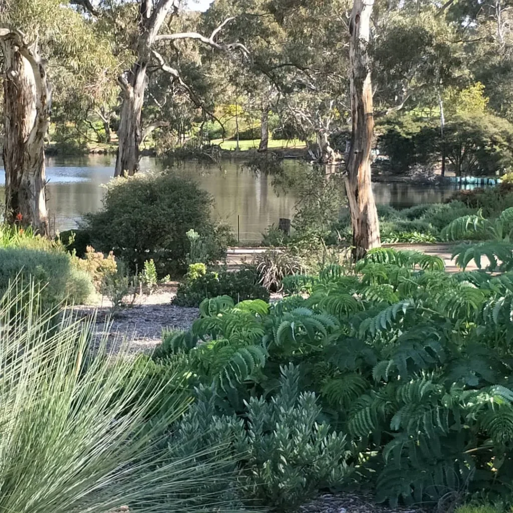 The lake at Wittunga Botanic Garden framed by gum trees and leafy garden beds